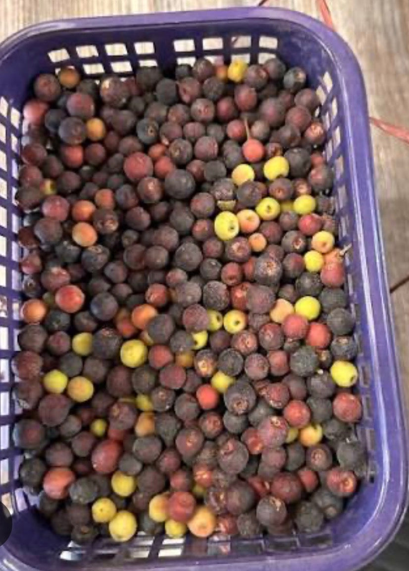 Falsa (1kg) Pakistan