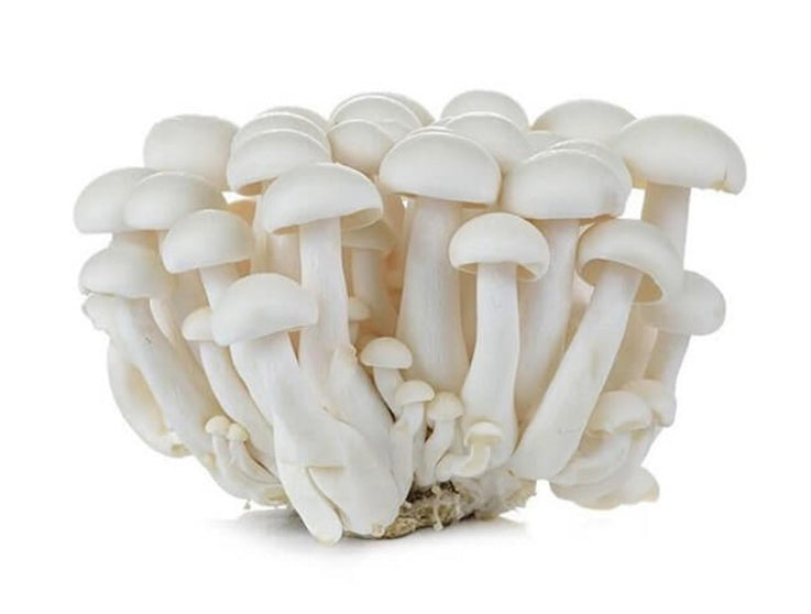 Mushroom Shimeji White
(China)🇨🇳
Approx 150gm per packet