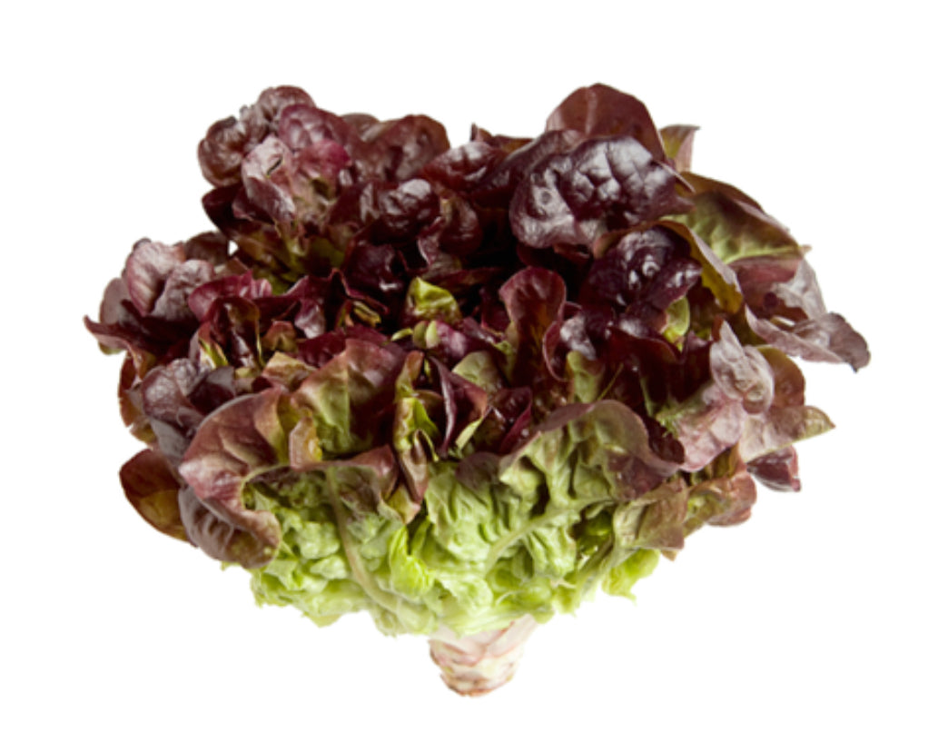 Oakleaf Lettuce Approx 1 kg
(UAE)🇦🇪