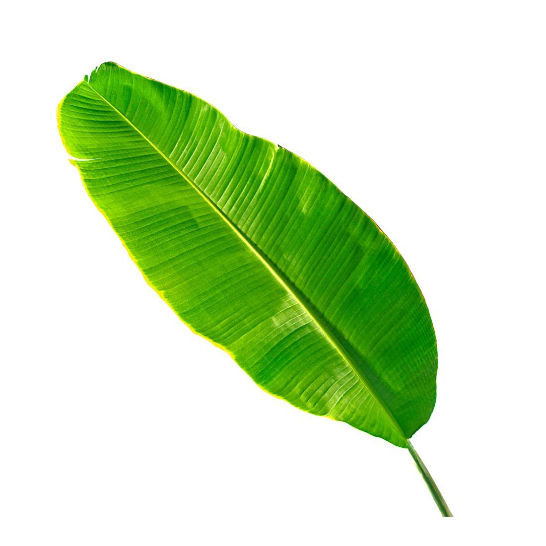 Banana Leaf. Size: 1 piece india 🇮🇳