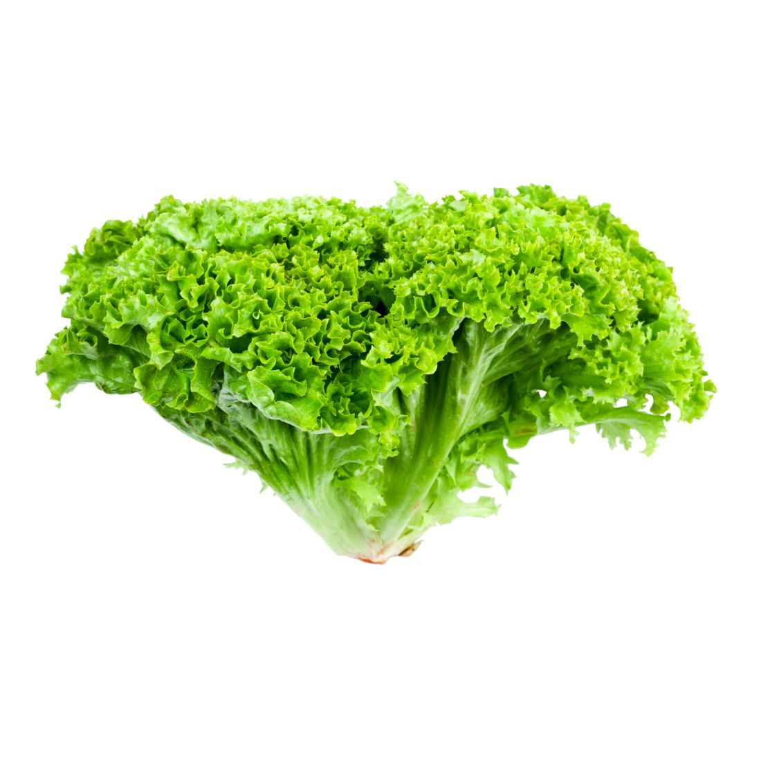 Lettuce Lollo Bionda 200-300g. Size: 1 piece UAE 🇦🇪