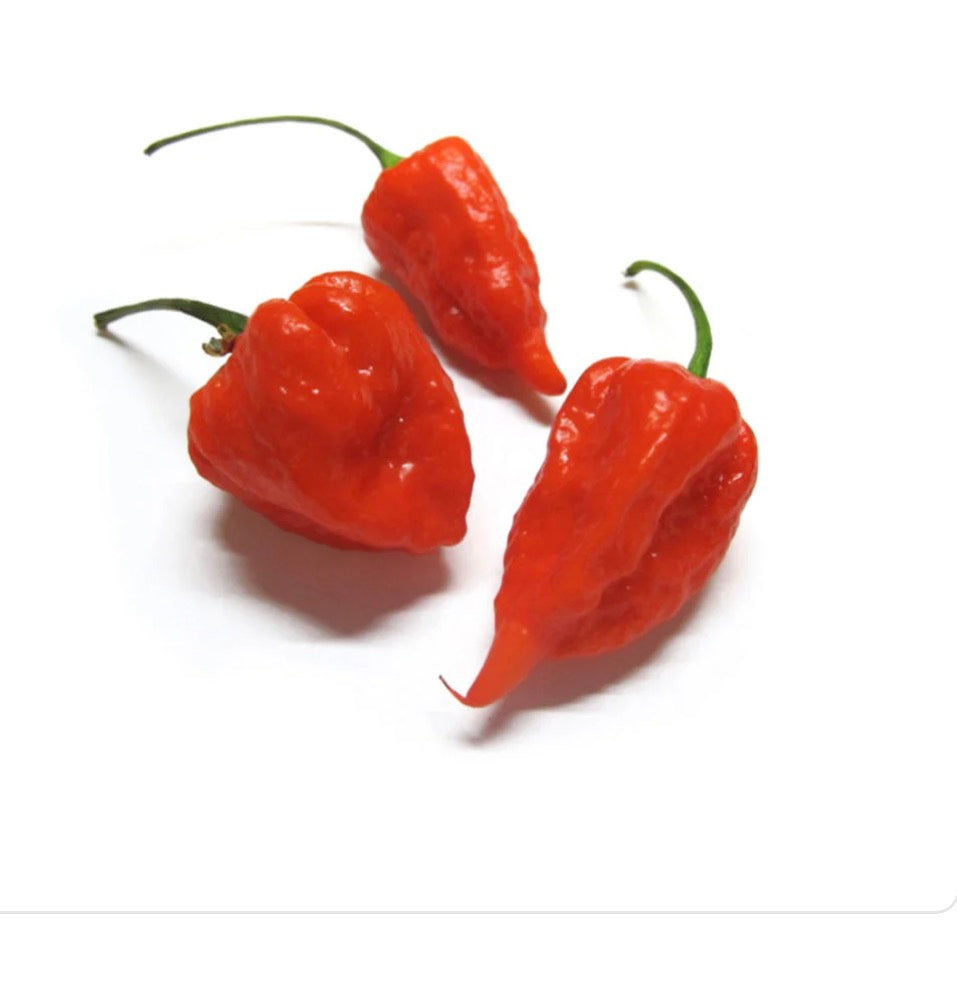 Habanero Pepper Red Netherlands 🇳🇱 100g Pack