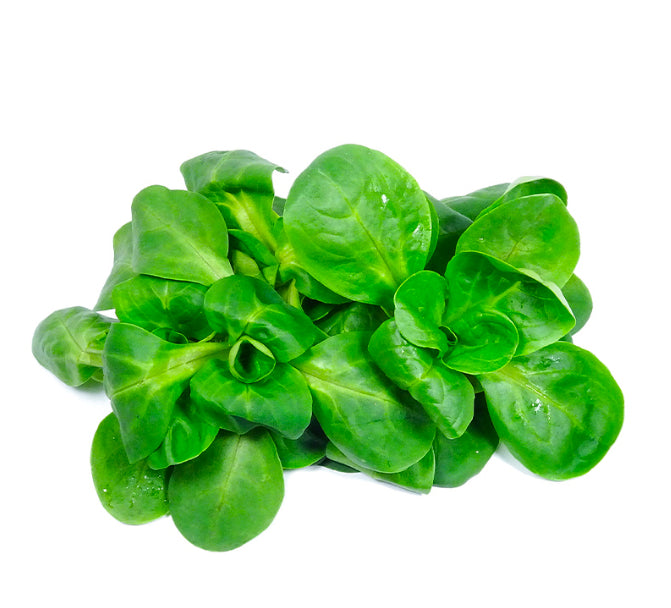 Lettuce Mache
(Italy)🇮🇹 
100 gm per pack