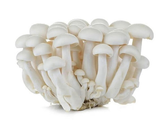 Mushroom Shimeji White

(China)🇨🇳 
Approx 150gm per packet