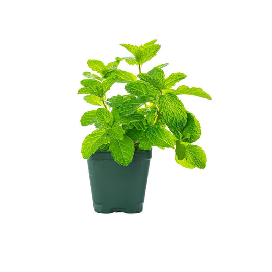 Mint Pot Size: 1  piece UAE 🇦🇪